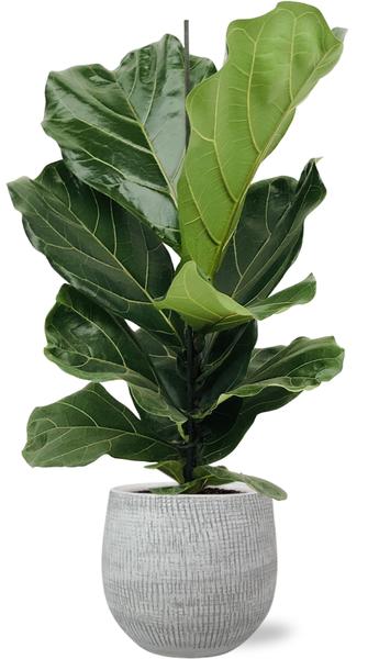 Ficus Lyrata – Ø17cm – ↕75cm + Ryan Pot D18x16cm – Weiß