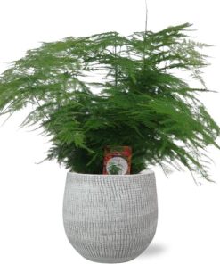 Asparagus Setaceus – Ø17cm – ↕45cm + Ryan Pot D18x16cm – Weiß