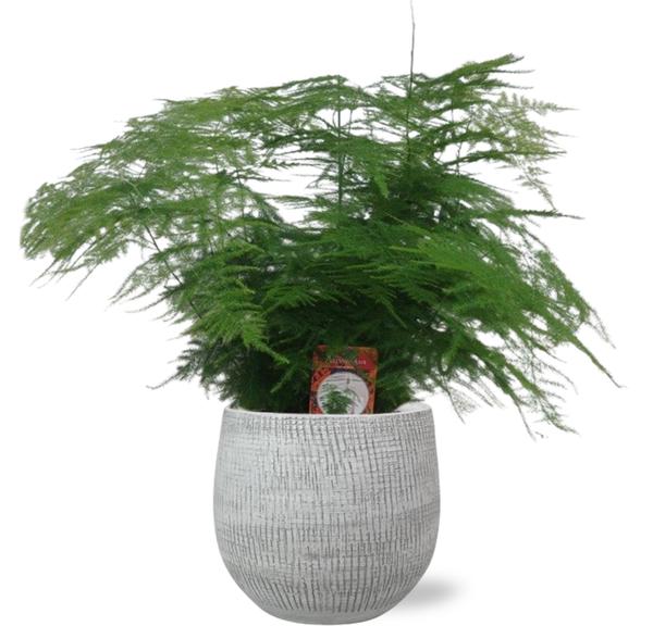 Asparagus Setaceus – Ø17cm – ↕45cm + Ryan Pot D18x16cm – Weiß