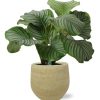 Calathea Orbifolia – Ø21cm – ↕50cm + Ryan Pot D22x20cm – Gold