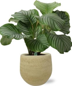 Calathea Orbifolia – Ø21cm – ↕50cm + Ryan Pot D22x20cm – Gold