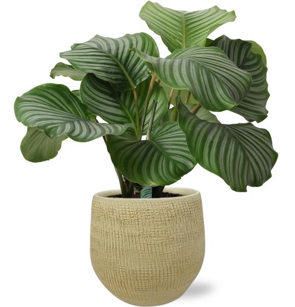 Calathea Orbifolia – Ø21cm – ↕50cm + Ryan Pot D22x20cm – Gold