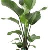 Strelitzia Nicolai – Ø21cm – ↕100cm + Ryan Pot D22x20cm – Gold