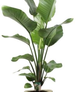 Strelitzia Nicolai – Ø21cm – ↕100cm + Ryan Pot D22x20cm – Gold