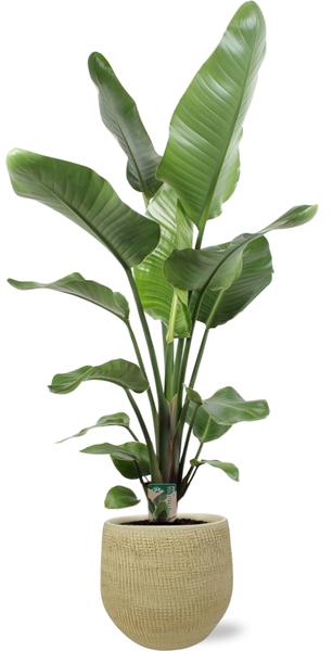 Strelitzia Nicolai – Ø21cm – ↕100cm + Ryan Pot D22x20cm – Gold