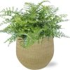 Asplenium Parvati – Ø21cm – ↕40cm + Ryan Pot D22x20cm – Gold