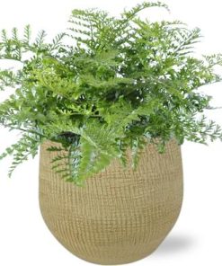 Asplenium Parvati – Ø21cm – ↕40cm + Ryan Pot D22x20cm – Gold