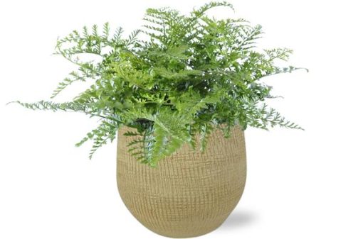 Asplenium Parvati - Ø21cm - ↕40cm + Ryan Pot D22x20cm - Gold