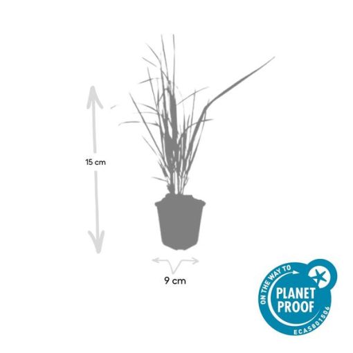 Calamagrostis acut. 'Karl Foerster' - ↕10-25cm - Ø9cm - 12x – Bild 2