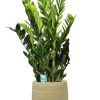 Zamioculcas Zamiifolia – Ø21cm – ↕95cm + Ryan Pot D22x20cm – Gold