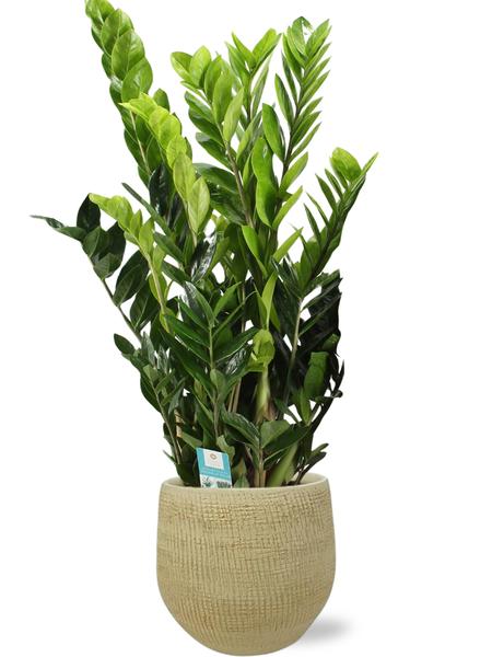 Zamioculcas Zamiifolia – Ø21cm – ↕95cm + Ryan Pot D22x20cm – Gold