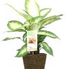 Dieffenbachia Camilla – Ø17cm – ↕45cm + Selin Pot D18x16cm – Schwarz