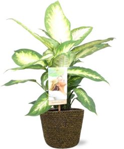 Dieffenbachia Camilla – Ø17cm – ↕45cm + Selin Pot D18x16cm – Schwarz