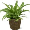 Asplenium Antiquum – Ø17cm – ↕45cm + Selin Pot D18x16cm – Schwarz