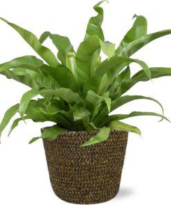 Asplenium Antiquum – Ø17cm – ↕45cm + Selin Pot D18x16cm – Schwarz