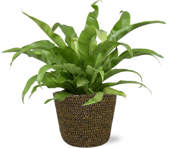 Asplenium Antiquum – Ø17cm – ↕45cm + Selin Pot D18x16cm – Schwarz