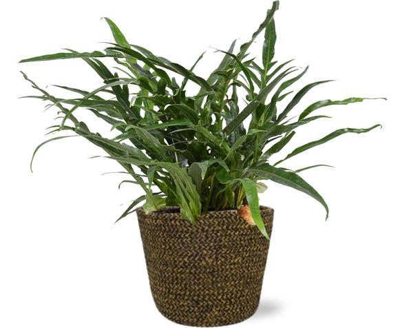 Aglaomorpha Coronans – Ø17cm – ↕45cm + Selin Pot D18x16cm – Schwarz