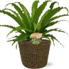 Asplenium Osaka – Ø17cm – ↕40cm + Selin Pot D18x16cm – Schwarz