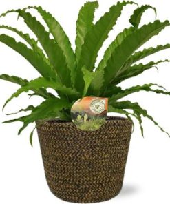 Asplenium Osaka – Ø17cm – ↕40cm + Selin Pot D18x16cm – Schwarz