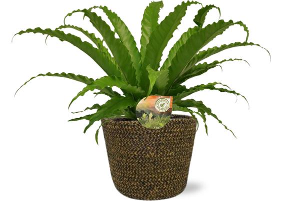 Asplenium Osaka – Ø17cm – ↕40cm + Selin Pot D18x16cm – Schwarz