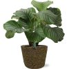 Calathea Orbifolia – Ø21cm – ↕50cm + Selin Pot D22x19cm – Schwarz