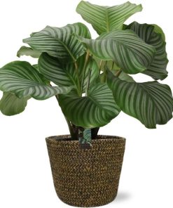 Calathea Orbifolia – Ø21cm – ↕50cm + Selin Pot D22x19cm – Schwarz