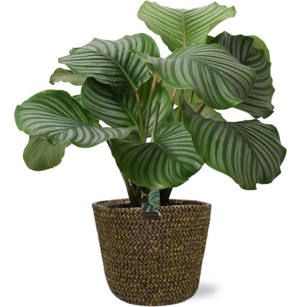 Calathea Orbifolia – Ø21cm – ↕50cm + Selin Pot D22x19cm – Schwarz