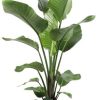 Strelitzia Nicolai – Ø21cm – ↕100cm + Selin Pot D22x19cm – Schwarz