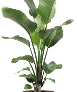 Strelitzia Nicolai – Ø21cm – ↕100cm + Selin Pot D22x19cm – Schwarz