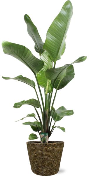 Strelitzia Nicolai – Ø21cm – ↕100cm + Selin Pot D22x19cm – Schwarz