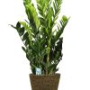 Zamioculcas Zamiifolia – Ø21cm – ↕95cm + Selin Pot D22x19cm – Schwarz
