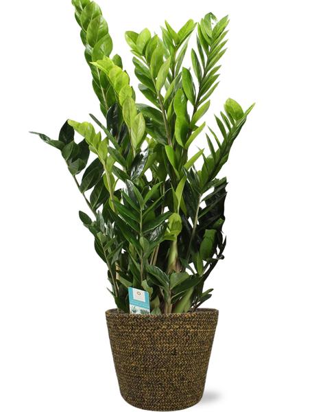 Zamioculcas Zamiifolia – Ø21cm – ↕95cm + Selin Pot D22x19cm – Schwarz