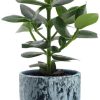 Clusia Rosea Princess – Ø12cm – ↕15cm + Sem Pot D14x13cm – Blau