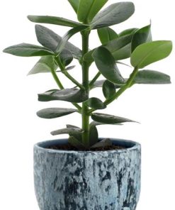 Clusia Rosea Princess – Ø12cm – ↕15cm + Sem Pot D14x13cm – Blau