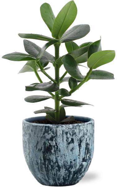 Clusia Rosea Princess – Ø12cm – ↕15cm + Sem Pot D14x13cm – Blau