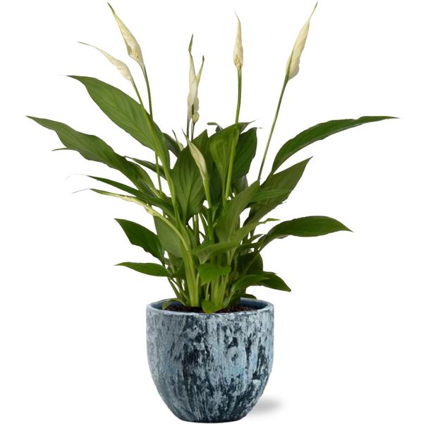 Spathiphyllum Bingo Cupido – Ø12cm – ↕45cm + Sem Pot D14x13cm – Blau