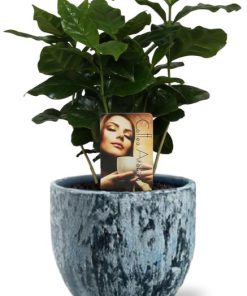 Coffea Arabica – Ø12cm – ↕25cm + Sem Pot D14x13cm – Blau