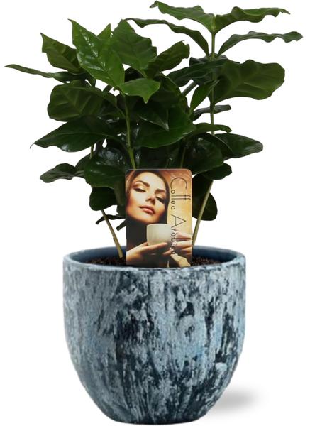 Coffea Arabica – Ø12cm – ↕25cm + Sem Pot D14x13cm – Blau