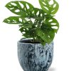 Monstera Monkey Leaf – Ø12cm – ↕30cm + Sem Pot D14x13cm – Blau