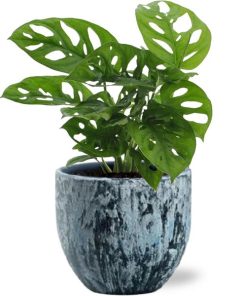 Monstera Monkey Leaf – Ø12cm – ↕30cm + Sem Pot D14x13cm – Blau