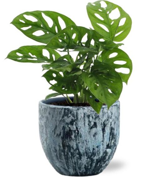 Monstera Monkey Leaf - Ø12cm - ↕30cm + Sem Pot D14x13cm - Blau