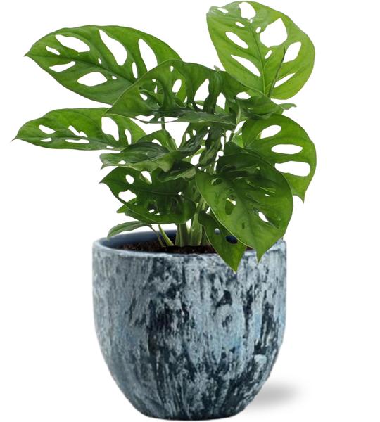 Monstera Monkey Leaf – Ø12cm – ↕30cm + Sem Pot D14x13cm – Blau