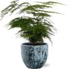Asparagus Setaceus – Ø12cm – ↕35cm + Sem Pot D14x13cm – Blau