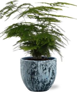 Asparagus Setaceus – Ø12cm – ↕35cm + Sem Pot D14x13cm – Blau