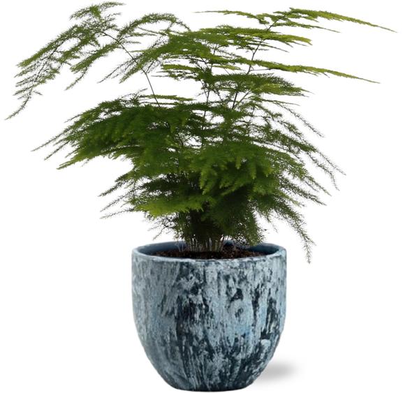 Asparagus Setaceus – Ø12cm – ↕35cm + Sem Pot D14x13cm – Blau