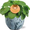 Pilea Peperomioides – Ø15cm – ↕30cm + Sem Pot D16x14cm – Blau