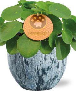 Pilea Peperomioides – Ø15cm – ↕30cm + Sem Pot D16x14cm – Blau