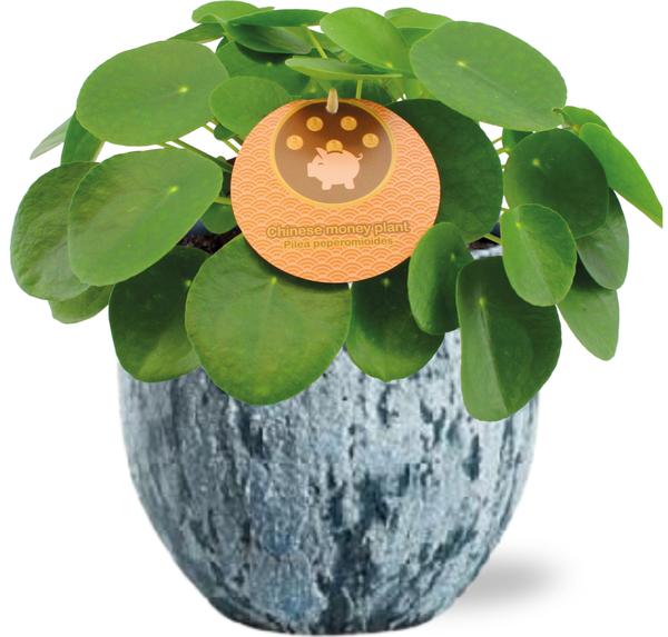 Pilea Peperomioides – Ø15cm – ↕30cm + Sem Pot D16x14cm – Blau