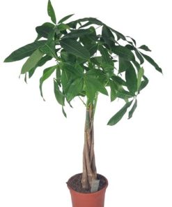 Pachira Aquatica 21 Cm – Ø21cm – ↕100cm