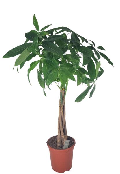 Pachira Aquatica 21 Cm – Ø21cm – ↕100cm